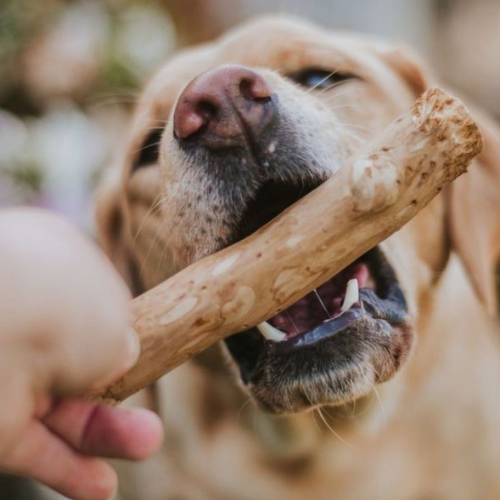 The Benefits of Natural Dog Chews